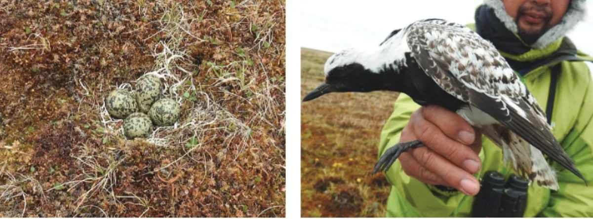 Fig. 3. A nest of Little Stint (left) and a captured bird (right). 