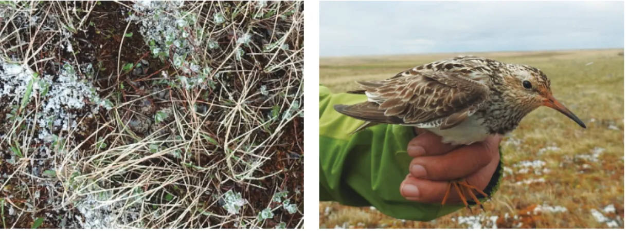 Fig. 5. A female Curlew Sandpiper (left) and her upper wing (right). 