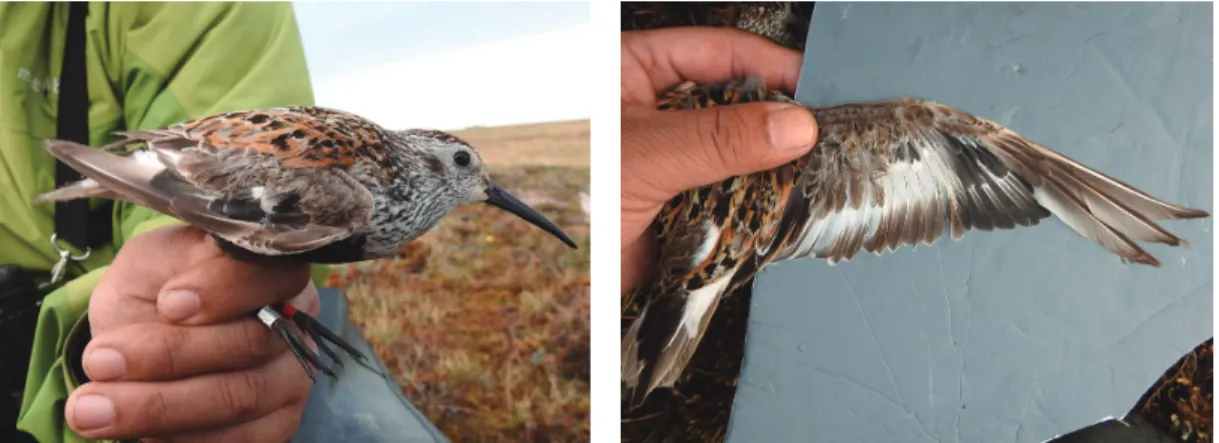 Fig. 6. An adult Dunlin (left) and its upper wing (right).