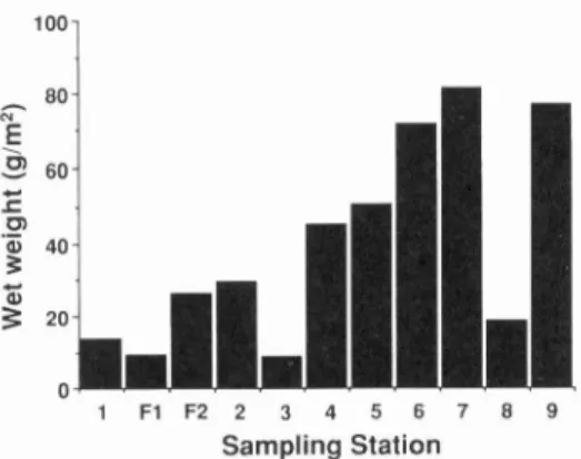 Fig.  6  Wet  weight  of  the  macrobenthic  commu- commu-nities.