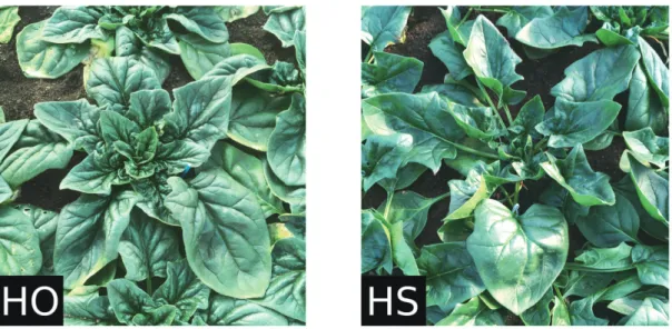 Fig. 1.  Spinach plants during the winter sweetening treatment (left: ‘Houou’; right: ‘High-Sunpia’)