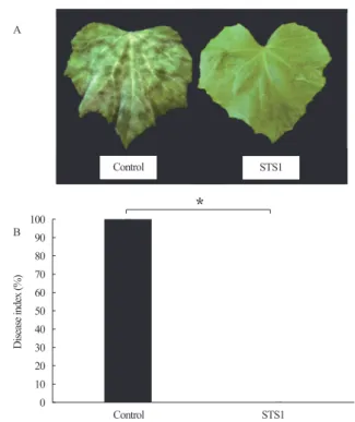 Figure 1 Rattrikorn Ganphung    縮尺率 2/3 Disease index (%)  100 90 80 70 60 50 40  30  20  10  0  Control                       STS1 A B *