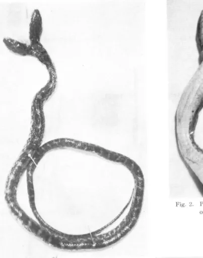 Fig.  2.  Photograph  of  ventral  view         of  the  head  and  neck  part.