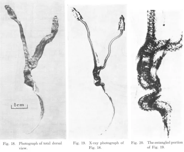 Fig.  18.  Photograph  of  total  dorsal          view.