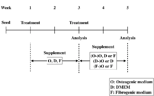 Fig. 1 Experimental procedure. Osteogenic and fibrogenic differentiation 
