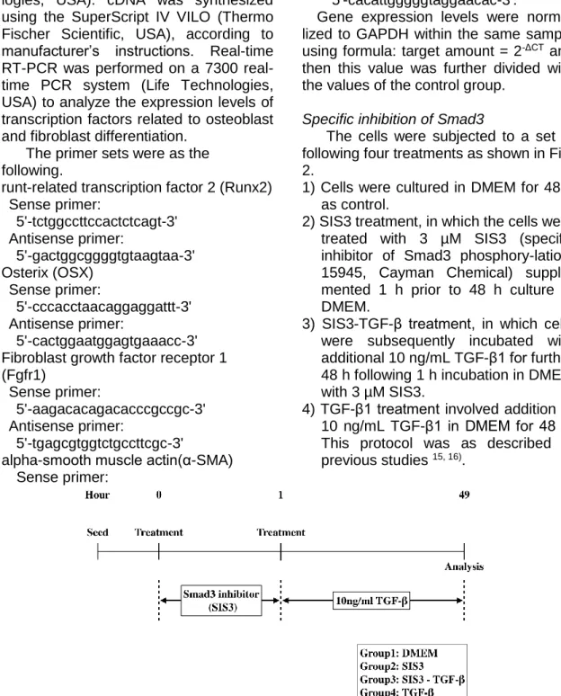 Fig. 2 Experimental procedure. Inhibition of Smad3 phosphorylation 