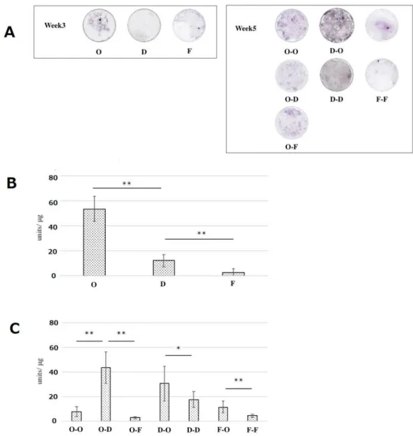 Figure  3.  Alkaline  phosphatase  (ALP)  staining  (A)  and  ALP  activity  of  periosteum- periosteum-derived cells (PDCs) (B and C)