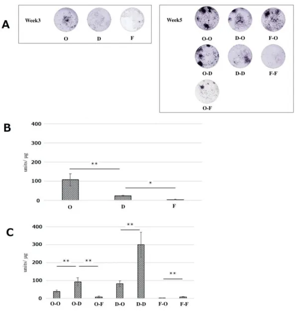 Figure  4.  Alkaline  phosphatase  (ALP)  staining  (A)  and  ALP  activity  of  bone  marrow- marrow-derived cells (BMCs) (B and C)