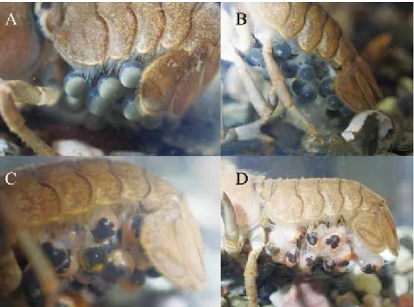 Figure 2 Change of egg color with egg development in the Japanese endangered freshwater crayfish  Cambaroides japonicus  under laboratory conditions in Oga Aquarium in Akita Prefecture,  Japan