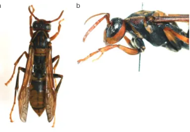 Fig. 1.   Polistes jokahamae female.