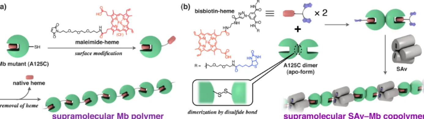 Figure 1.    Schematic representation of (a) supramolecular Mb polymer and (b) supramolecular SAv–Mb copolymer