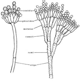 図 8　 Penicillium 属の形態的特徴 stipe:柄，rami:枝，ramuli:小枝，metulae:メトレ，