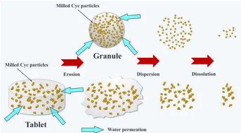 Fig. 10.　 Schematic diagram of redispersing process of granule and tablet in  dissolution medium.