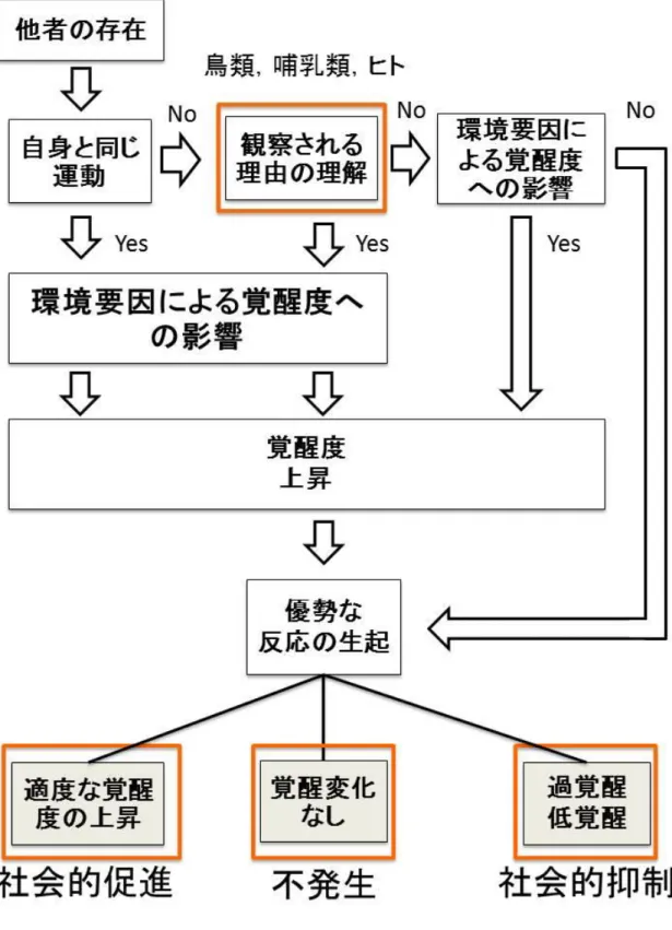 図  1.  動因説の再構築モデル：実験 1 にて，覚醒度上昇に影響を及ぼす環境要因につ いて検討し，覚醒度の変化による社会的促進，抑制，または不発生の可能性について 示した。実験 2 にて，ラットとヒトで，観察効果が共通して生じることを示した。実 験 3 にて，共行動効果は観察効果に比べてより低次な脳機能の可能性を示した。