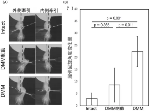 図 3 　側方牽引 X 線画像および脛骨回旋角度変化量 （A）各群の側方牽引時の X 線像。 （B）DMM 群の脛骨回旋変化量は Intact 群と比較して有意に増大しており（p ＝ 0.001），DMM 制動群の脛骨回旋変化量は，DMM 群より有意に減少していた（p ＝ 0.011）。データは平均 値  ±  標準偏差で示した。 図 4　関節軟骨組織像および OARSI スコア （A）DMM 群では、関節軟骨の染色性は低下（矢印）し，表面の繊維化および欠損が見られた。 DMM 制動群では，関節軟骨の染色性