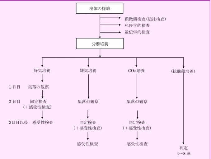 図 2  細菌感染症の検査の手順      図 2 に肺炎の細菌学的検査の流れを示す。 ■ 外来治療か入院治療かの判断    患者の医療面接，身体的所見，X 線検査，および血 液検査において肺炎を疑った場合，治療方針としてま ず決定しなければならないことは，外来治療が可能で あるのか入院させるべきかである。明快な指針は存在 しないが，表5～7を参考にして入院を考慮する。  表5  入院を考慮する判断基準 1)65歳以上の高齢者  2)呼吸器あるいはそれ以外の臓器に慢性的な基礎疾患を有する患者 3)重篤性を示