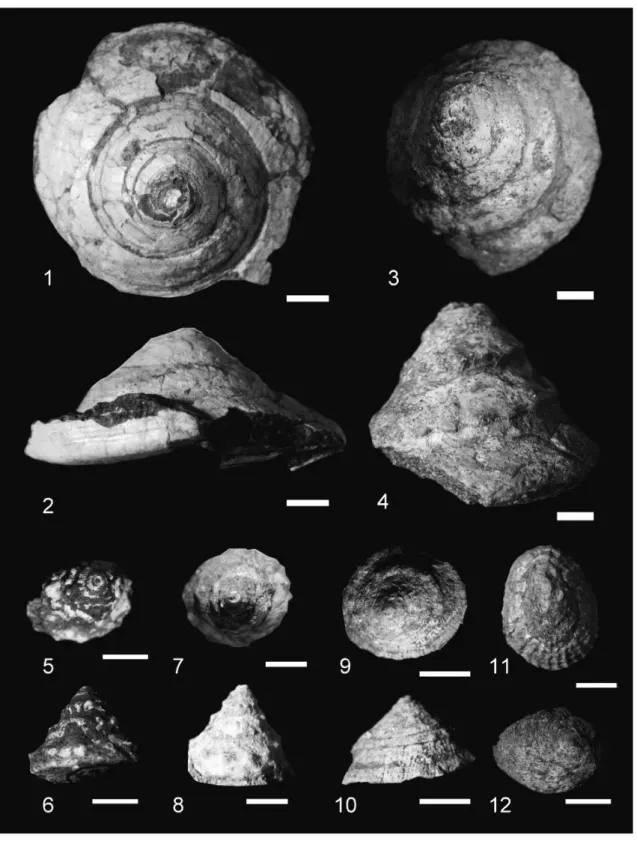 Fig. 4　Characteristic species of fossil molluscan assenbleges from the Osozawa sandstone Member of Iitomi  Formation in the Fujikawa Group
