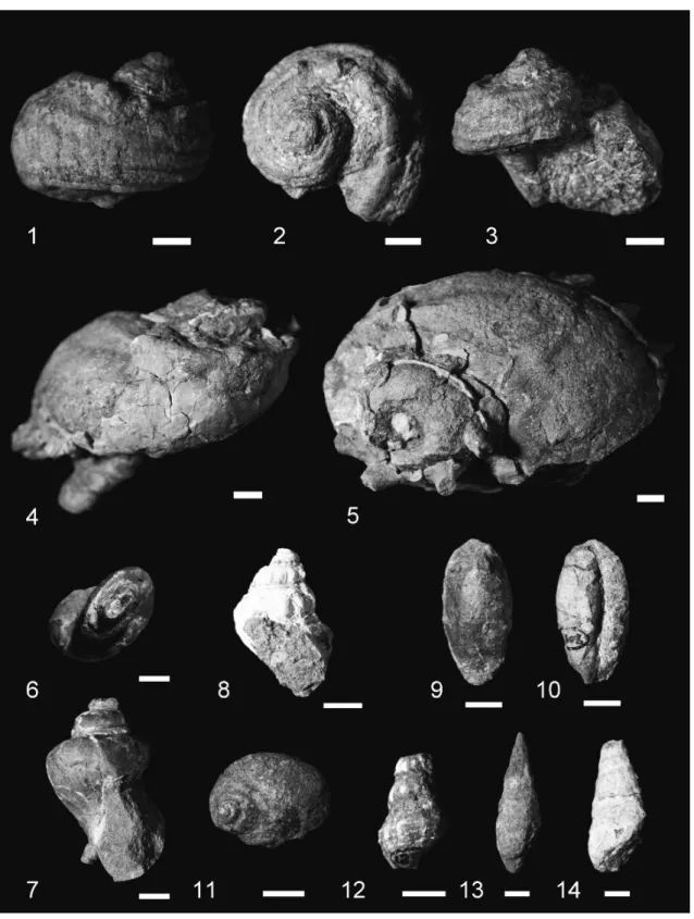 Fig.  5　Characteristic  species  of  fossil  molluscan  assenbleges  from  the  Osozawa  sandstone  Member  of  Iitomi  Formation  in  the  Fujikawa  Group