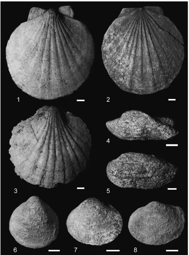 Fig. 6　Characteristic species of fossil molluscan assenbleges from the Osozawa sandstone Member of Iitomi  Formation in the Fujikawa Group