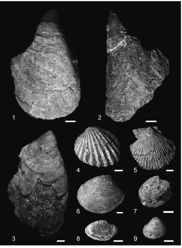 Fig. 7　Characteristic species of fossil molluscan assenbleges from the Osozawa sandstone Member of Iitomi  Formation in the Fujikawa Group