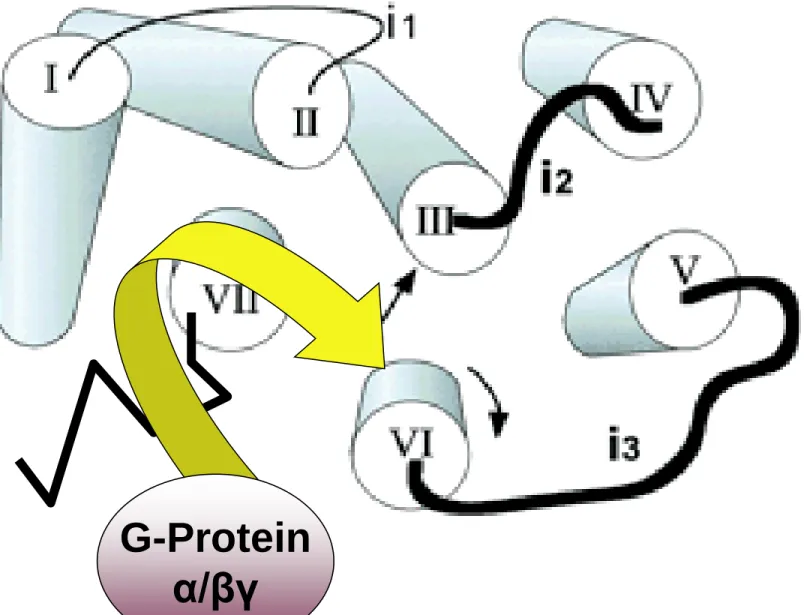 Illustration of the central core of rhodopsin.  The core is  viewed from the cytoplasm.