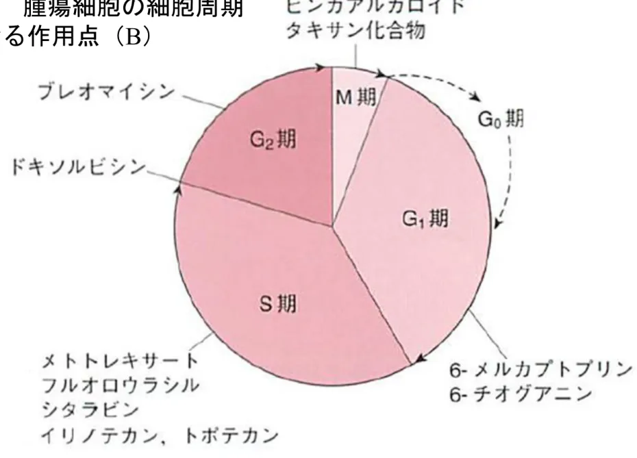 図 13-1 腫瘍細胞の細胞周期 における作用点（ B ）
