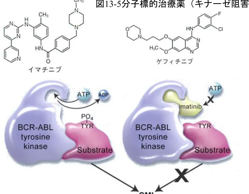 図 13-5 分子標的治療薬（キナーゼ阻害薬）