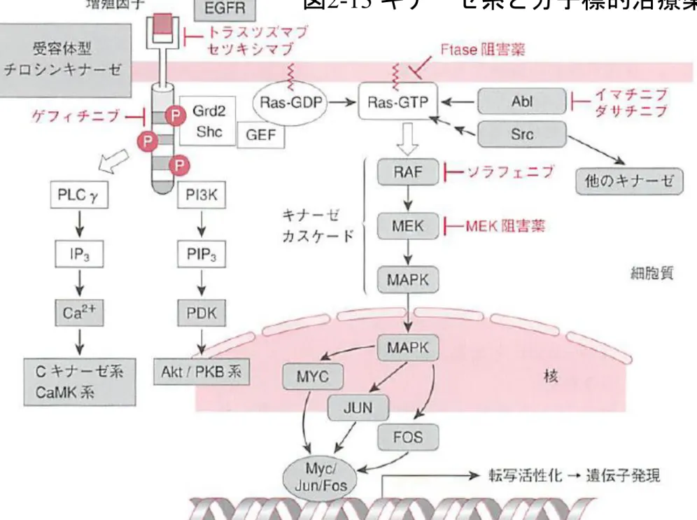 図 2-13  キナーゼ系と分子標的治療薬