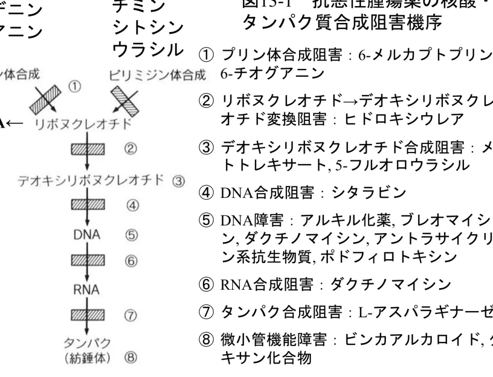 図 13-1 抗悪性腫瘍薬の核酸・ タンパク質合成阻害機序 ① プリン体合成阻害： 6- メルカプトプリン ,  6- チオグアニン ② リボヌクレオチド → デオキシリボヌクレ オチド変換阻害：ヒドロキシウレア ③ デオキシリボヌクレオチド合成阻害：メ トトレキサート , 5- フルオロウラシル ④ DNA 合成阻害：シタラビン ⑤ DNA 障害：アルキル化薬 ,  ブレオマイシ ン ,  ダクチノマイシン ,  アントラサイクリ ン系抗生物質 ,  ポドフィロトキシン ⑥ RNA 合成阻害：ダクチノマイ