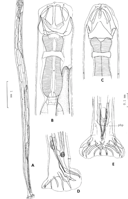 Fig‑ 4. Kalicephalus brachycephalus Maplestone, 1931