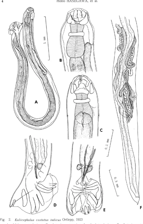 Fig. 2. Kalicevhalus costatus indicus Ortlepp, 1923