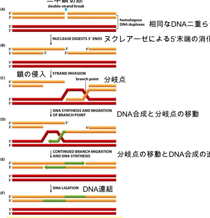 Figure 6-29  Essential Cell Biology (© Garland Science 2010) 相同組換えによる二本鎖切断の修復  相同なDNA二重らせん 二本鎖切断 ヌクレアーゼによる5’末端の消化 鎖の侵入 分岐点 DNA合成と分岐点の移動 分岐点の移動とDNA合成の進行 DNA連結  二本鎖DNA切断は精確に修復される（欠失はない） DNAが複製された直後に始まる ←複製された２つの二本鎖が互いにまだ、近くにあるため 相同組換えは、様々なDNA損傷に利用できる汎用的な修復機構