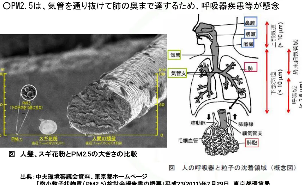 図  人髪、スギ花粉とＰＭ2.5の大きさの比較  