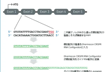 図 4   ヒト遺伝子 PPIB （ chr15 ： 64448014 ∼ 64455354 ）のノックアウトを行 うための標的配列 20 塩基を選択する場合の例。 PAM （下線、赤）の 5' 末端に 隣接する標的配列を選択して crRNA に組み込みます。選択した 20 塩基の配列