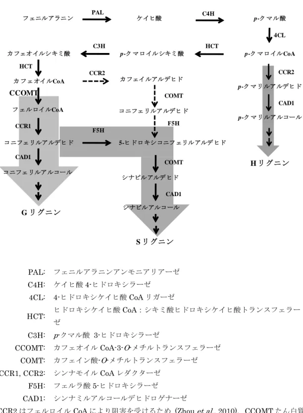 図   1  非組換えアルファルファにおけるリグニンの生合成経路 