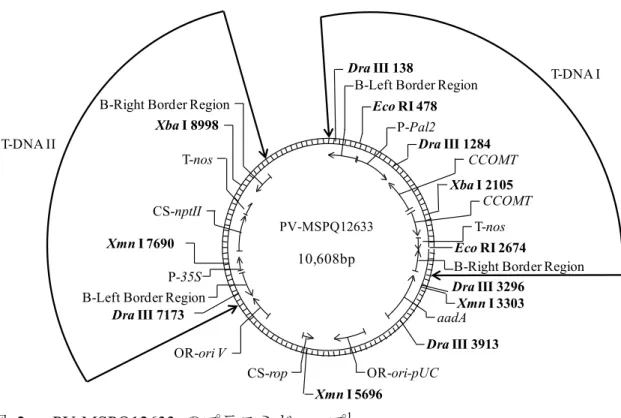 図   2  PV-MSPQ12633  のプラスミドマップ 1 本組換えアルファルファの作出過程で、上図の T-DNAI 領域は持つが、T-DNAII 領域は持たない個体を選抜した。                                                   1 本図に記載された情報に係る権利及び内容の責任は日本モンサント株式会社に帰属する PV-MSPQ1263310608 bpEco RI 478 Eco RI 2674Xba I 2105Xba I 8998