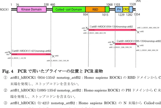 Fig. 4  PCR で用いたプライマーの位置と PCR 産物 
