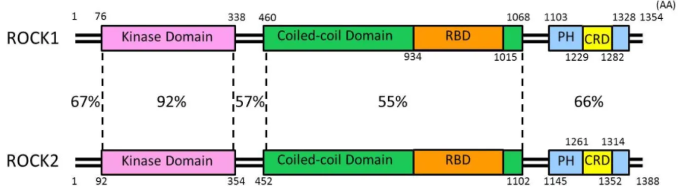 Fig. 2 マウス ROCK1 および ROCK2 のドメイン構造と相同性  (引用文献 4 Fig. 1  より改変)  数字はアミノ酸の番号を、割合は ROCK1 と ROCK2 相同性を表す。なお、ROCK2 の RBD のアミ ノ酸番号は確定していない。