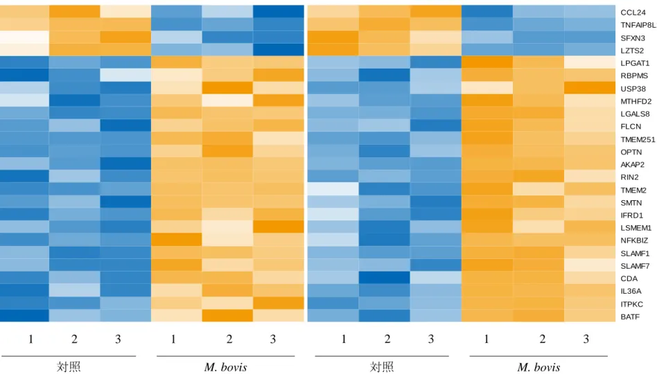 図 3  M. bovis 刺激下における単核球および好中球の網羅的遺伝子発現解析で有意差が認められた共通遺伝子のヒートマップ 解析