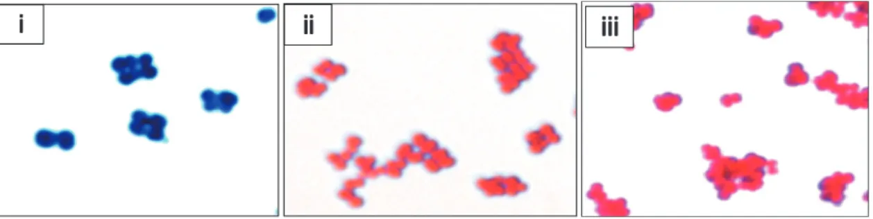 図 1-a　Micrococcus  luteus のグラム染色後の光学顕微鏡像。図 1-a，i）は被検液処理前の菌体，ii）は真菌培養液 No.  4 で処理し た。iii）は No