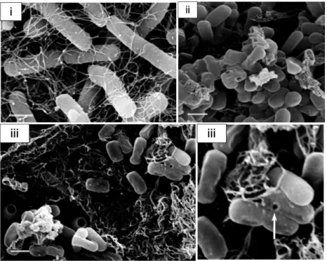 図 2-a は Micrococcus luteus の走査型電子顕微鏡像で ある。被検液処理前の菌体表面はスムーズである（図 i）。これに対して，被検液処理後の菌体は表面に粒状 構造物の付着が顕著に観察された（図 ii，iii）。図 2-b は Micrococcus luteus の透過型電子顕微鏡像である。対 照（図 i）と比較をしたところ，処理をした細菌の細胞 質の電子密度は低下していた。また，図 iii で示す矢印 のように，細胞壁に突起状構造物が観察されたことは，リで 1 mm3前後に細切りした
