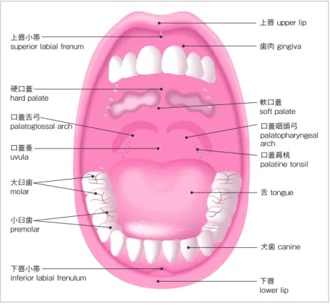図 2　口腔の構造