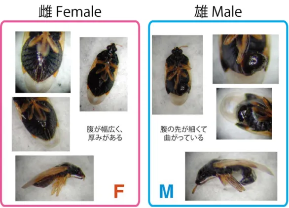 図 3  ヒメハナカメムシ類の外観による雌雄識別 