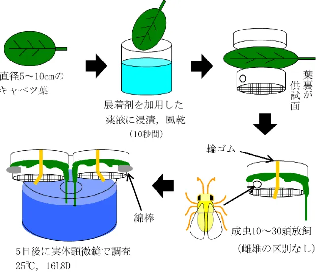 図 Ⅲ -1-2  タ バ コ コ ナ ジ ラ ミ 成 虫 の 感 受 性 検 定 法 の 手 順 （ 改 良 法 ）  