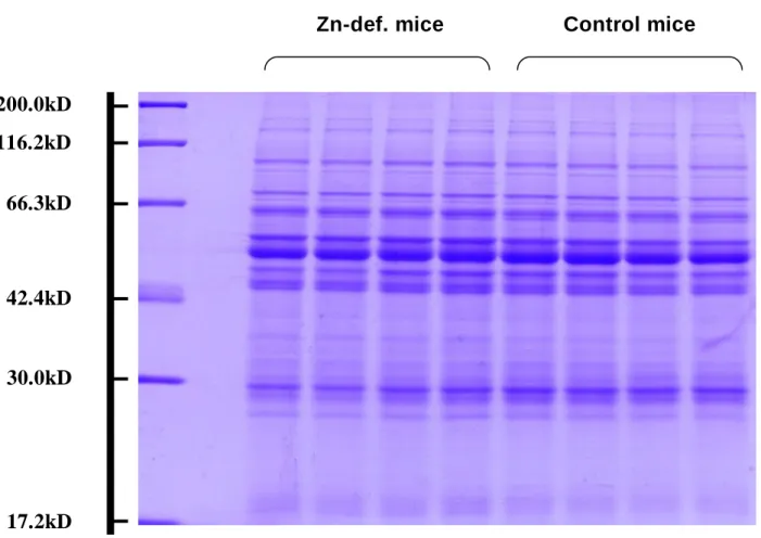 Fig. 1    Typical SDS-PAGE pattern of proteins after BCC staining for the cytosolic fraction Zn-def