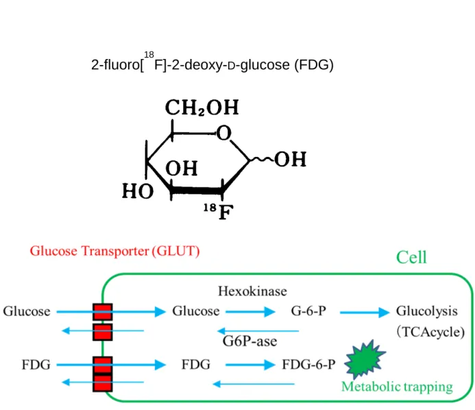 Fig 2.3 FDG constitutional formula and a metabolism model. 