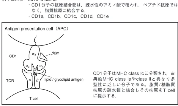 Figure 5.   T細胞への抗原情報の提示に関わるMHC Class I，MHC Class II以外のMHC