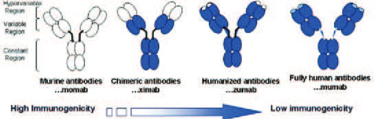 Figure 5: Evolution Monoclonal antibodies structure from murine MAbs to fully human  MAbs