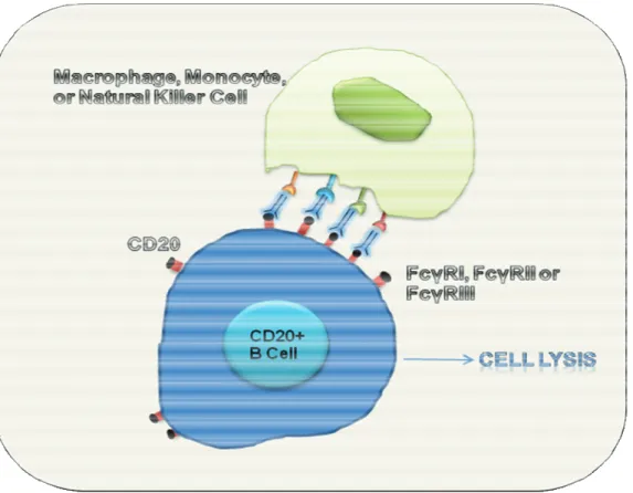 Figure 6: Antibody-dependent cell-mediated Cytotoxicity. 