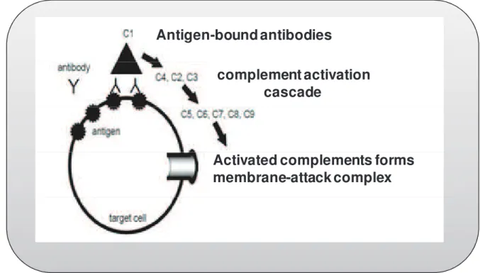 Figure 7: Complement-Dependent Cytotoxicity (CDC). 